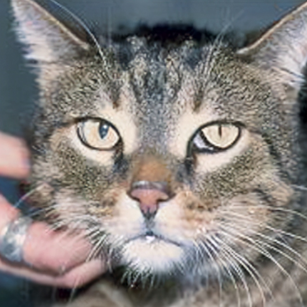 猫咪维生素b补多了有什么坏处,猫咪维生素补多了会怎样