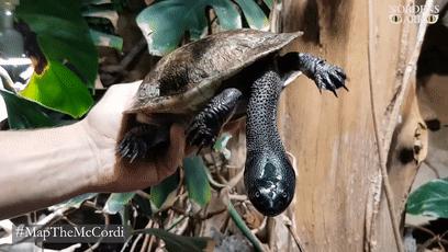 龟龟长大了,我滴个龟龟是什么意思