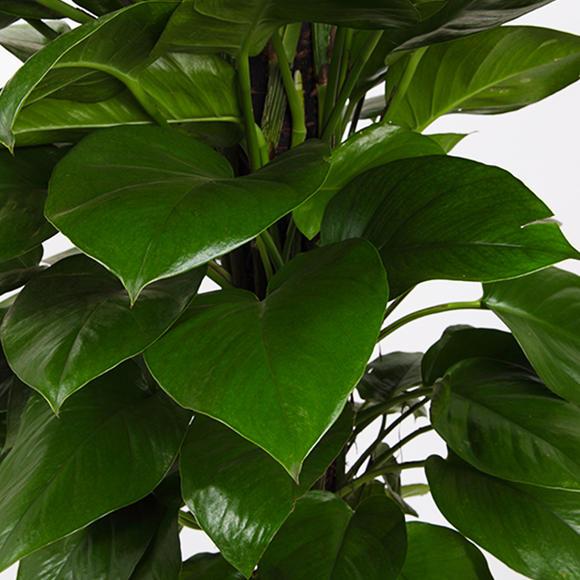 如何养好绿萝叶片又大又绿,养绿萝全靠这几点叶子肥厚不发黄