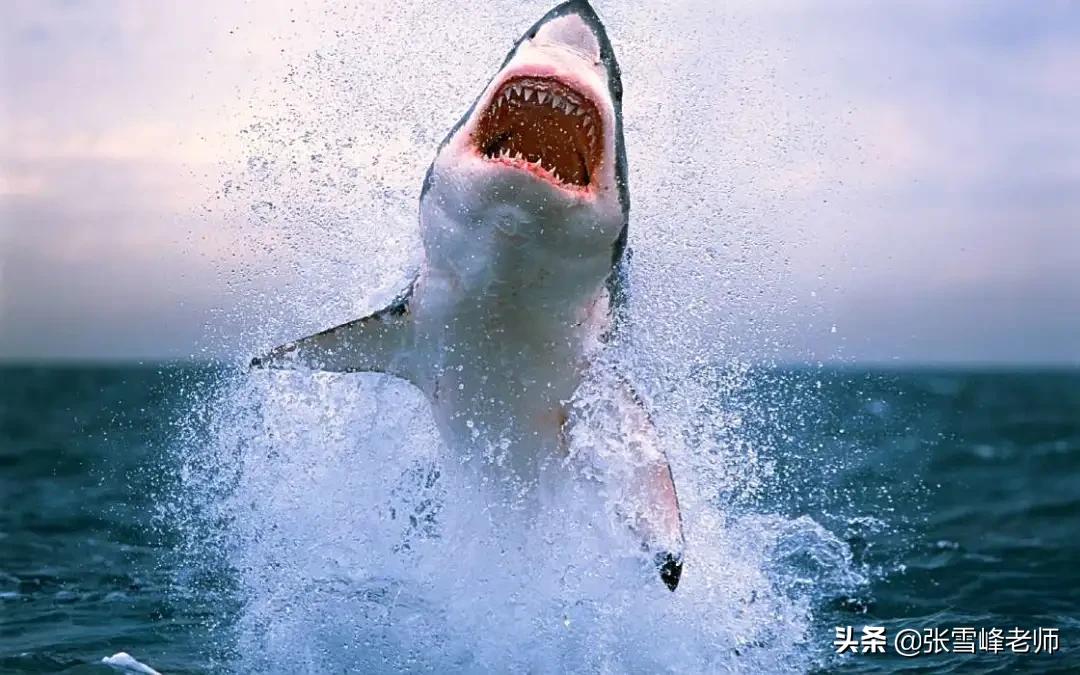 盘点人类被蜜蜂蜇,被蜜蜂蛰了拥有超能力