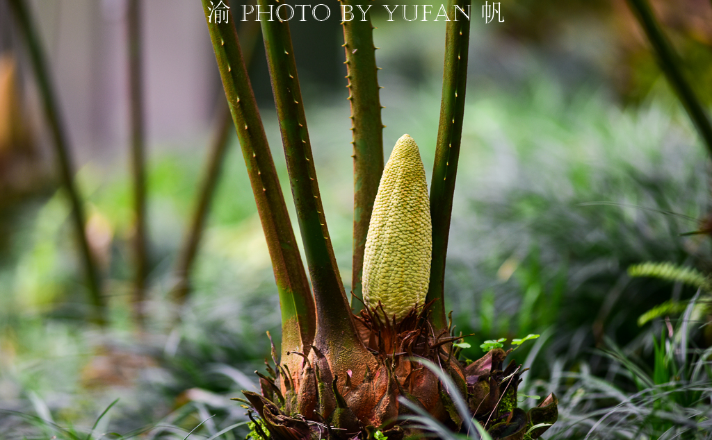 铁树开花一柱擎天的奇景图片,千年铁树开花真的这么罕见