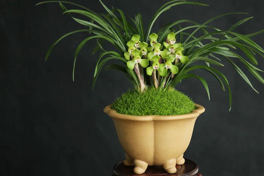 什么兰花最好养又香又好看,推荐几款香味俱全好养的兰花