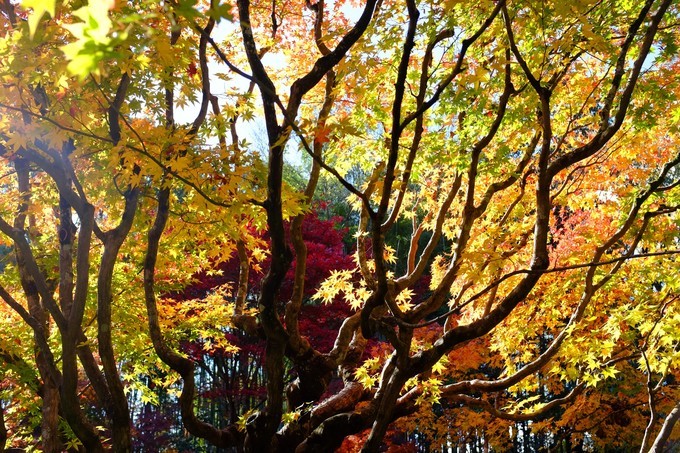 京都赏枫2022,京都赏枫必去景点有哪些好玩的