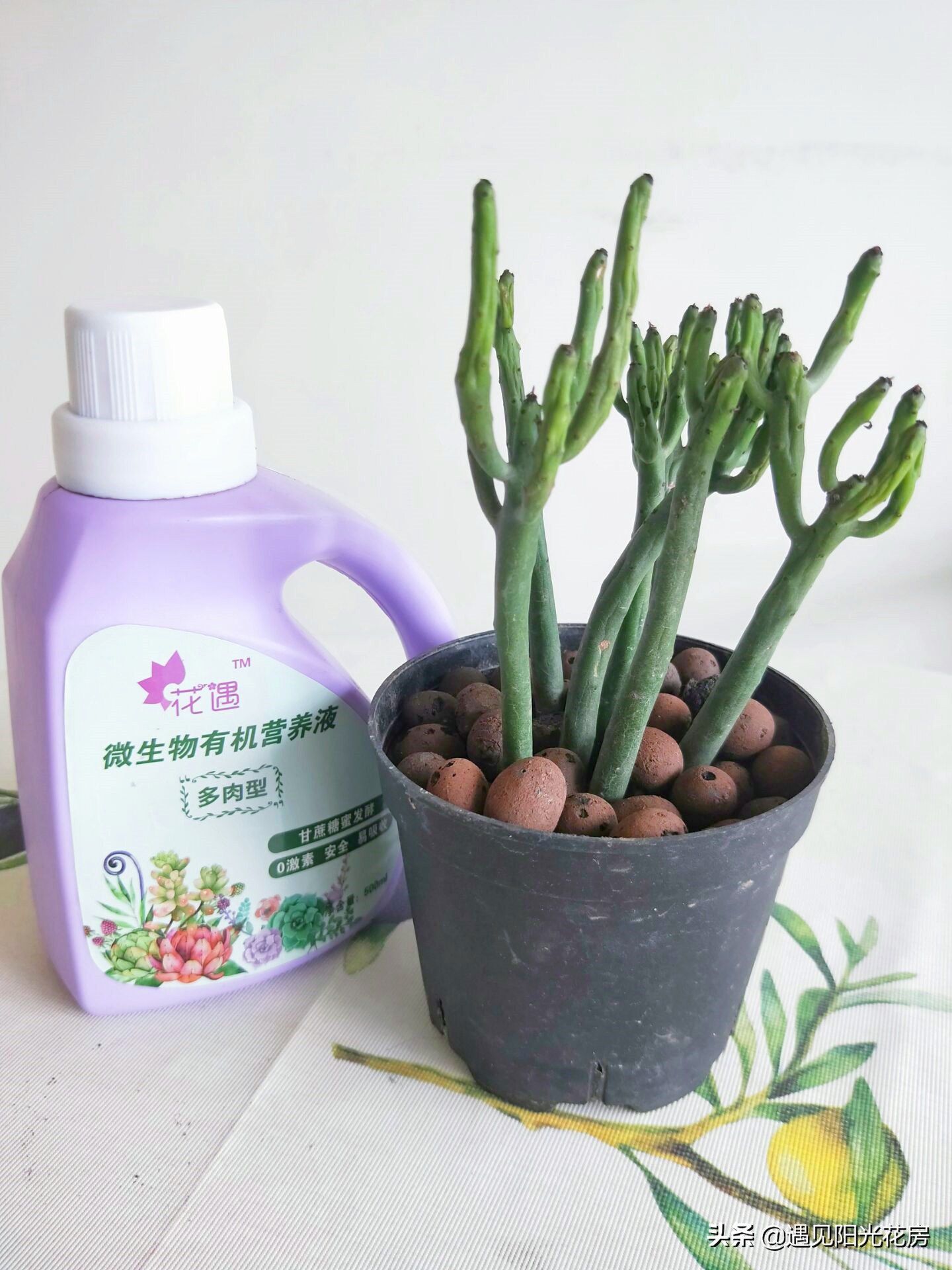 树干发黄发硬怎么回事,光棍树杆子干瘪是什么原因