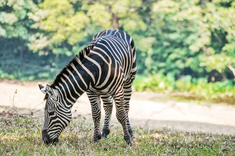广州长隆野生动物世界旅游攻略,长隆野生动物世界攻略2-3天广州游