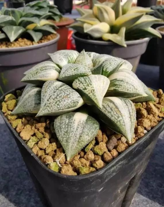 2023多肉展会直播,2023上海多肉植物展