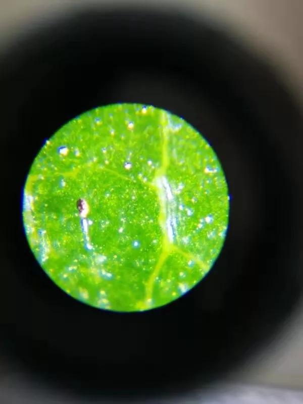 能放大1万亿倍的显微镜,只有一个长筒目镜的显微镜