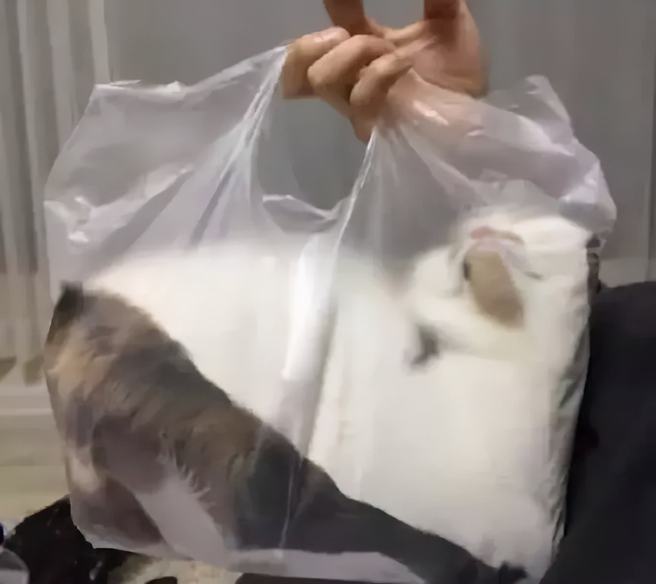 众所周知的猫咪,猫咪是液体也是固体