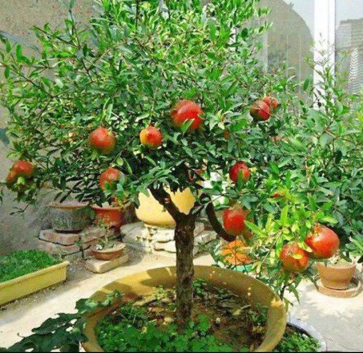 盆景石榴只开花不结果怎么回事,石榴盆景不发芽怎么办