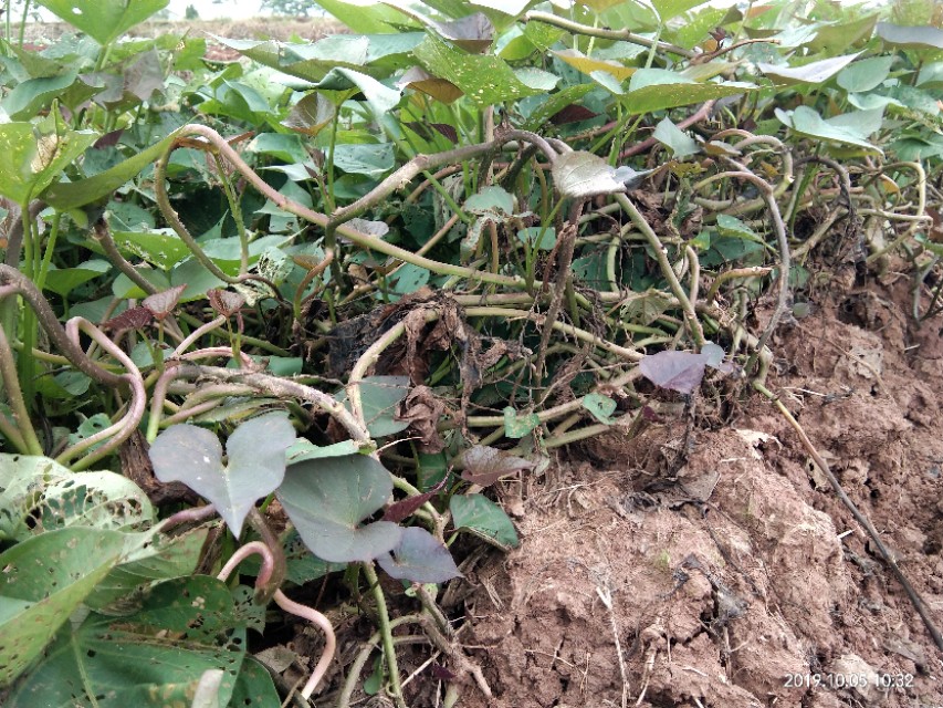 向往田园生活唯美诗句,向往的田园生活的感悟