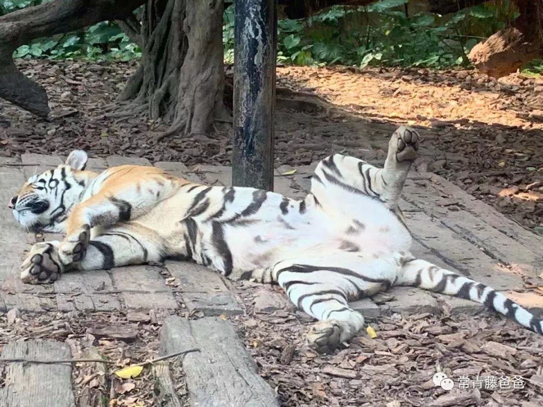 广州长隆游玩攻略水上乐园怎么去,过年去珠海长隆海洋王国游玩攻略