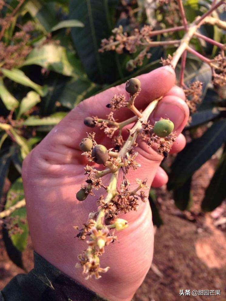 芒果树被霜冻过重新生长了不开花,刚种一年的芒果树开花要不要留