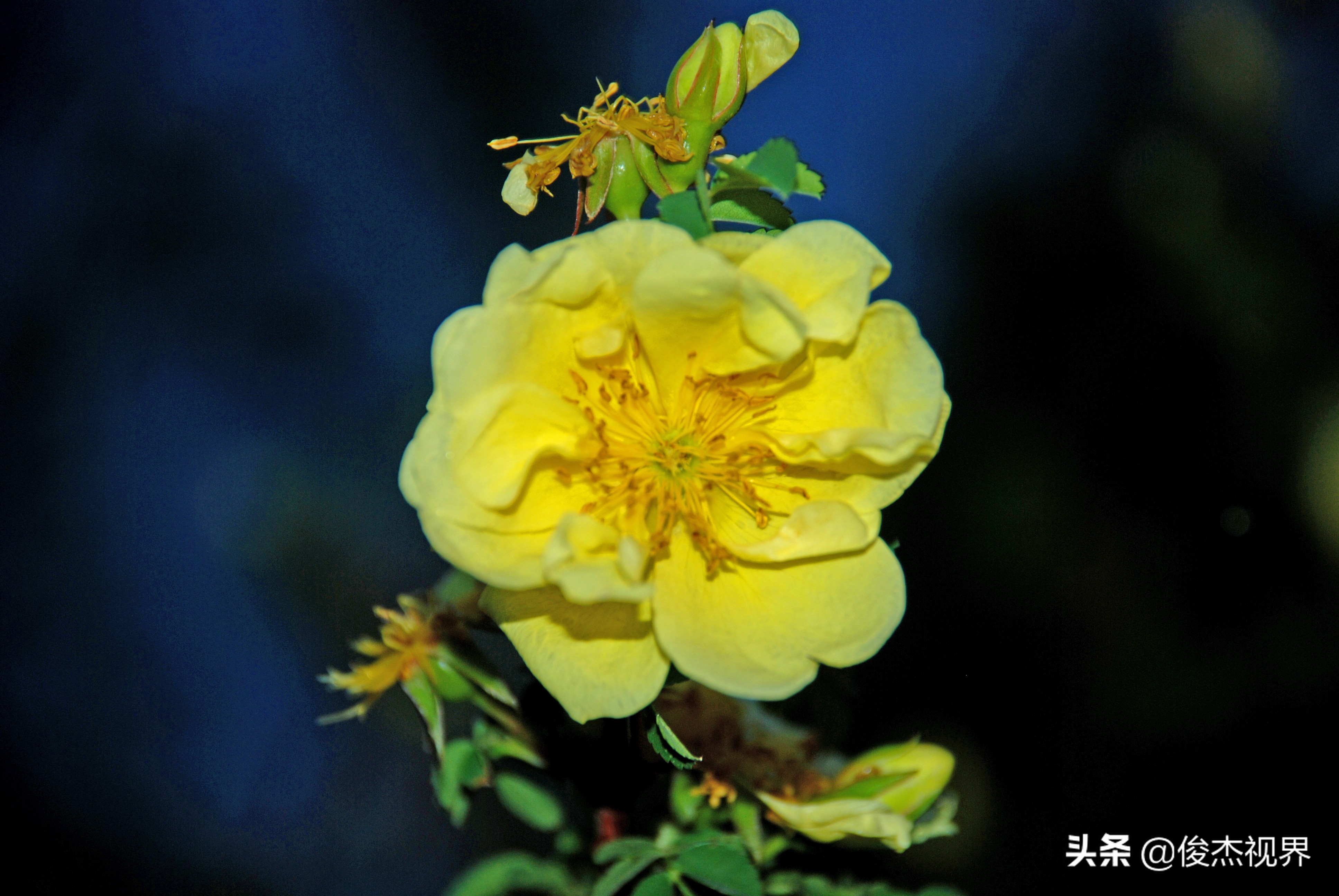 夜游遇见黄玫瑰（原创）