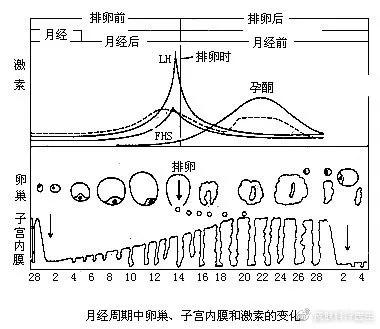 褐斑怎么调理,褐斑的原因和治疗方法