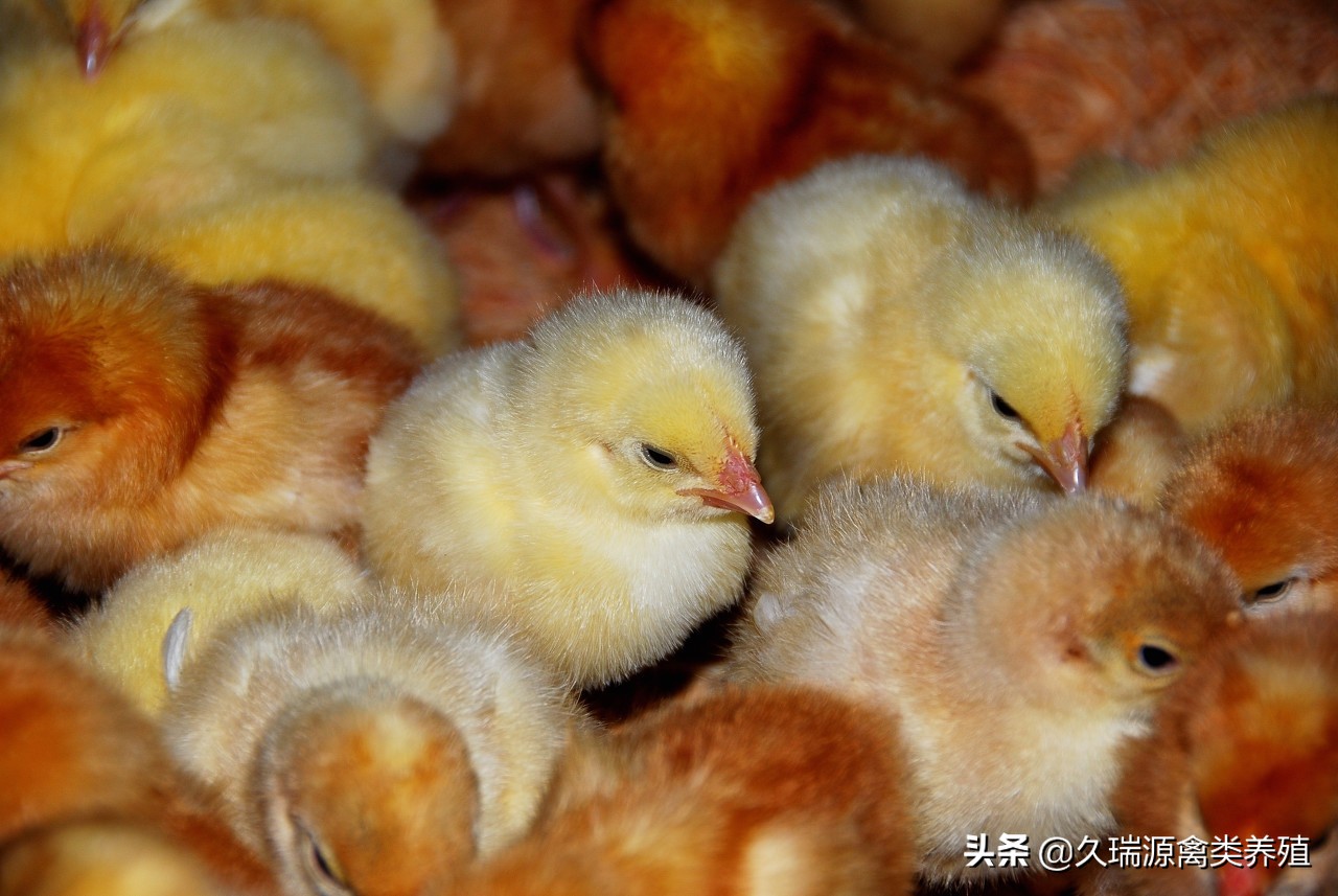 母鸡脱肛能自愈吗,母鸡脱肛死了怎么回事