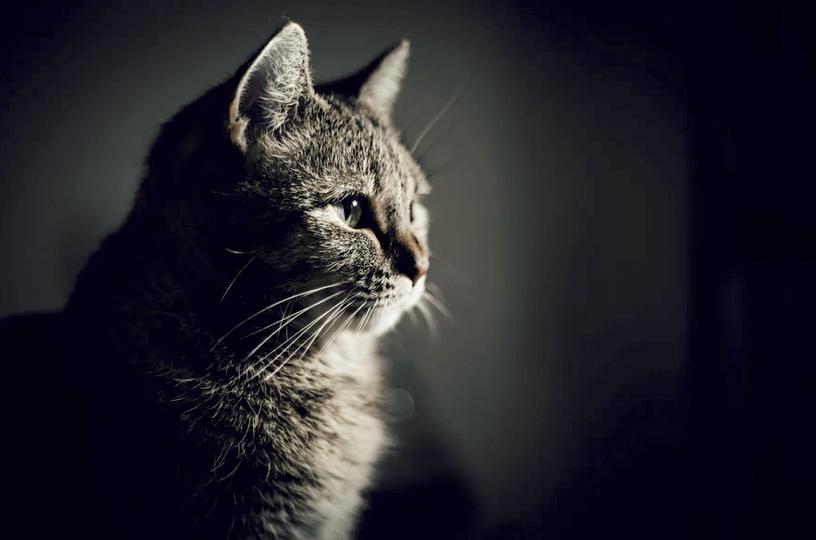 神秘的宠物殡葬暴利却少为人知,神秘的宠物殡葬