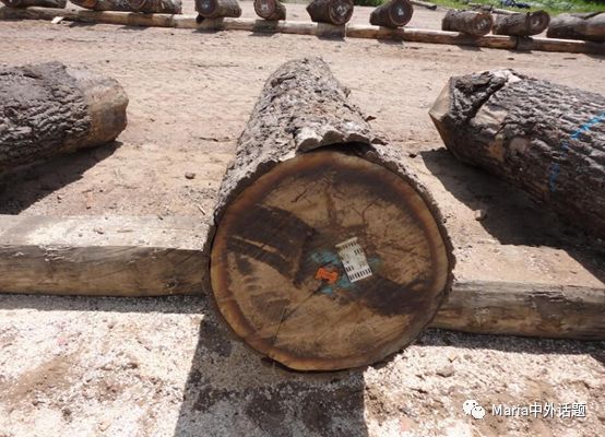 美国硬木干货价格,北美硬木排行