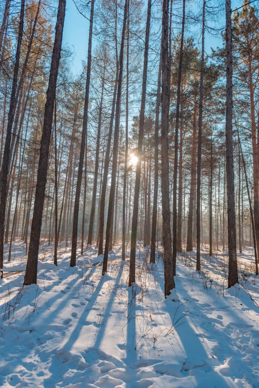 当芬兰童话遇见北欧森林：零下40℃的中国“北极”，美炸了