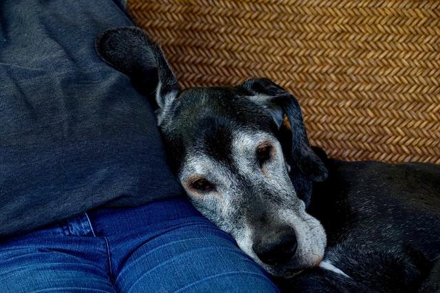 狗狗肝脏衰竭的症状和原因,狗狗全身器官衰竭症状还能活多久