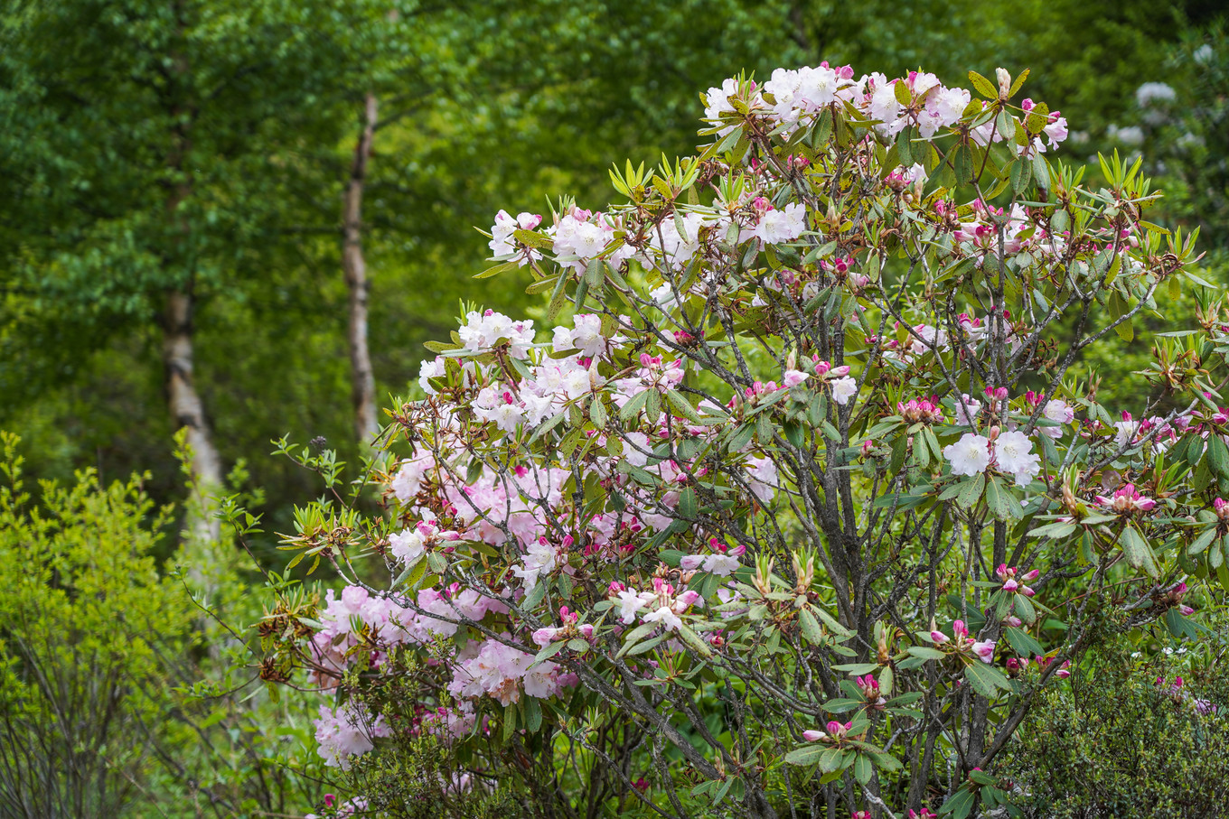 距离成都最近的户外天堂，这里比瑞士、阿尔卑斯还美