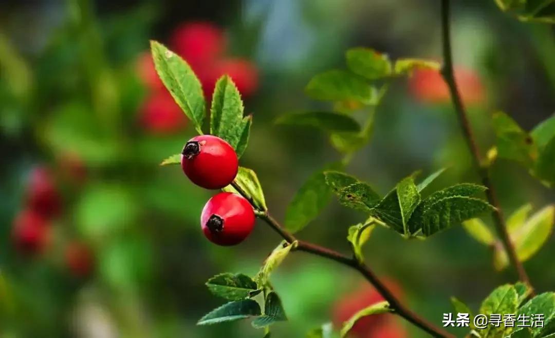 芳疗植物油护肤,芳疗常见植物油功效