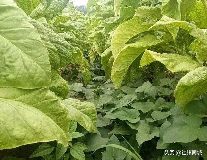 南阳玉米地航拍,南阳社旗玉米地风景