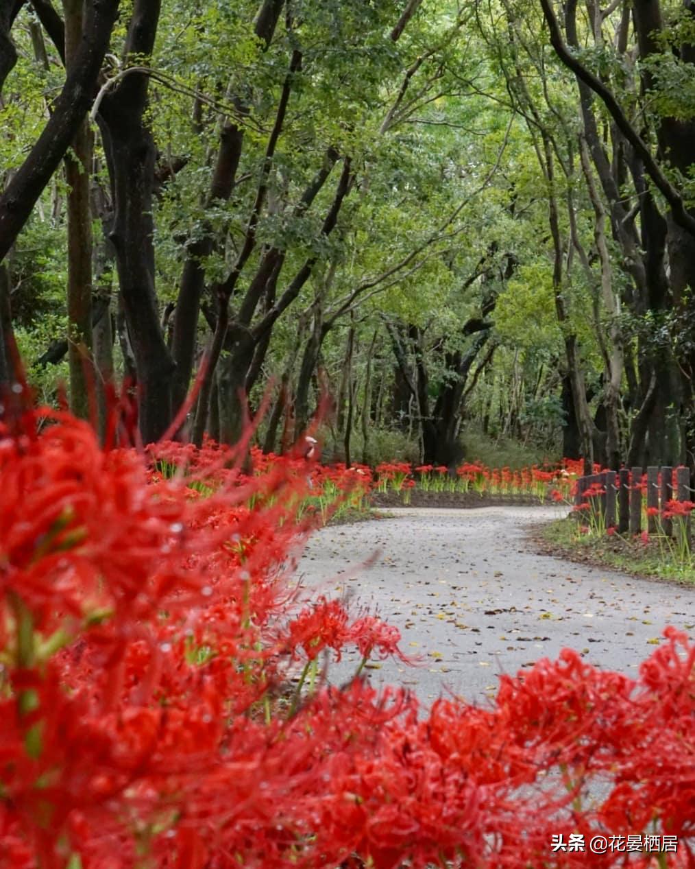 忘川的彼岸花,莲华经的接引之花“曼珠沙华”,原来是石蒜花呀