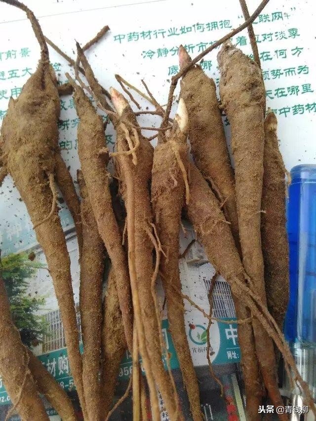 安徽白芍种植技术,四川白芍栽培基地