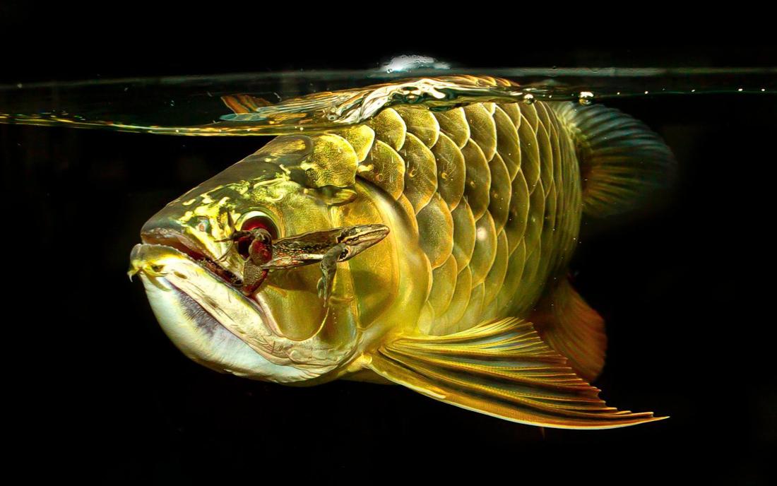 怎么饲养金龙鱼,金龙鱼的正确饲养方法