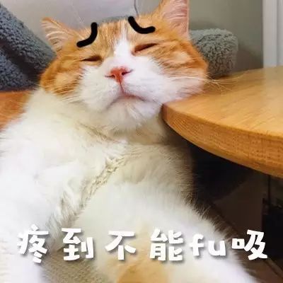 猫咪没有大姨妈,猫咪没有大姨妈吗