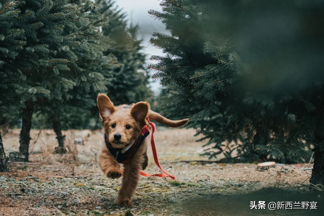 新西兰南半球最高多少米,新西兰的自由与浪漫