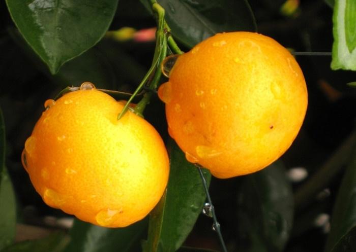 脆甜金桔怎么吃,脆皮金桔怎么那么甜呢