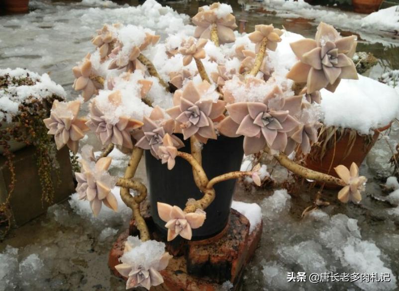 耐高温好养的多肉品种,耐零下5度的多肉有哪些