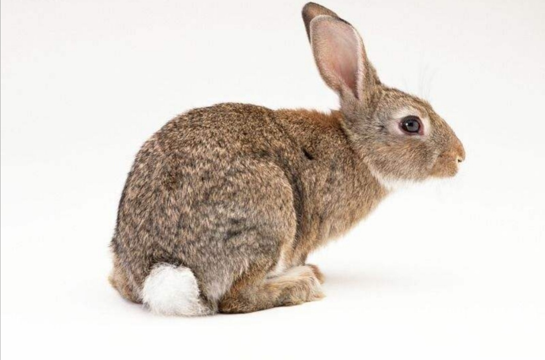 关于小狗和小兔的外貌描写,小狗和小猫的外貌描写