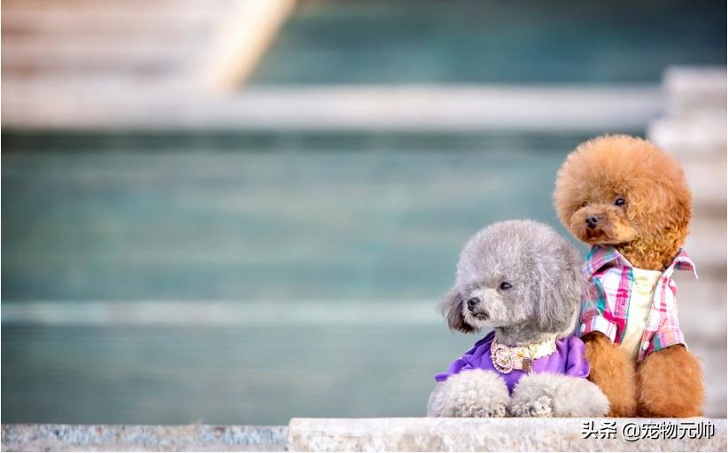 泰迪小腿皮肤溃疡,泰迪得了十二指肠溃疡症状