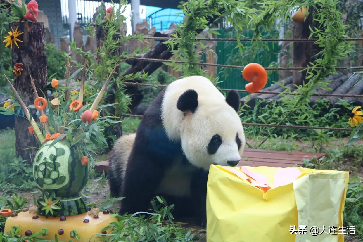 大连森林动物园熊猫生日会,大连森林动物园网红大熊猫
