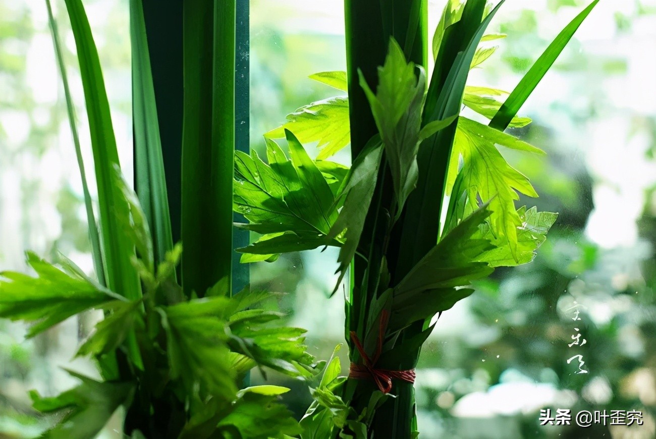 山前青青野艾草,你家门前插几枝?