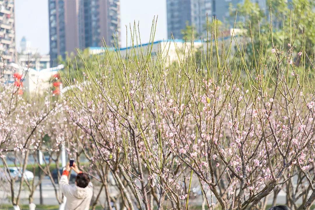 深圳隐秘风景,深圳粉色花海视频