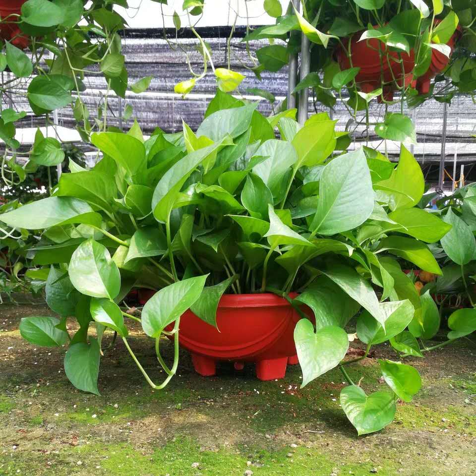 “绿萝”干叶尖,是因为缺水?还是因为空气湿度低?可别弄错了!