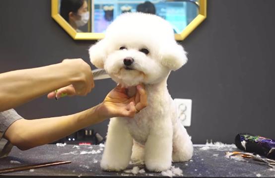 如果比熊随便大小便怎么办,比熊一天排便几次正常