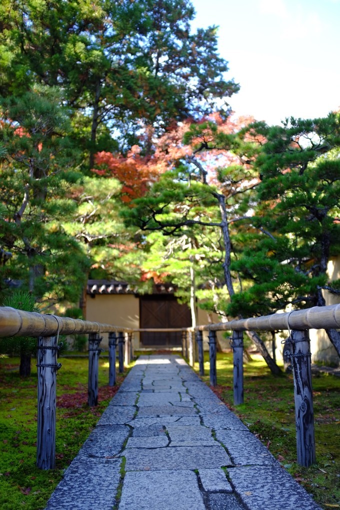 京都赏枫2022,京都赏枫必去景点有哪些好玩的