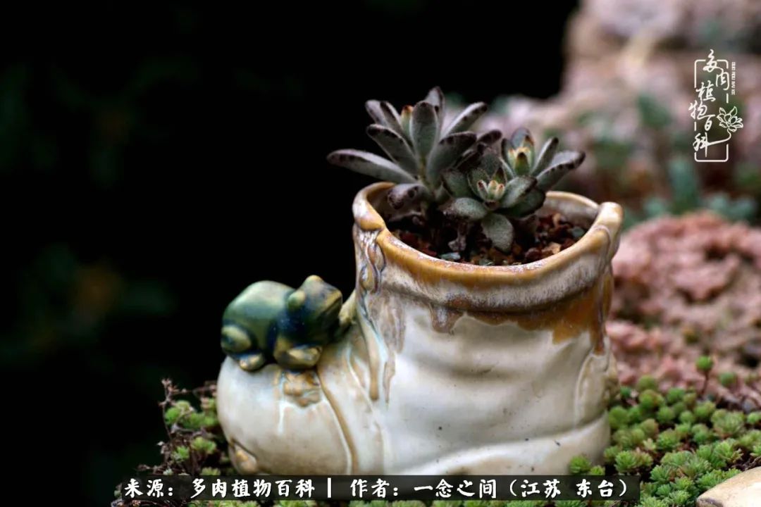 一见多肉误终生,一见多肉误终生从此钱包成路人