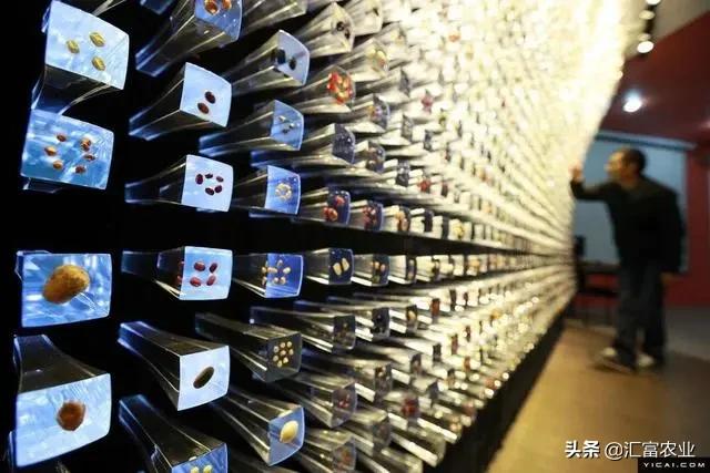 为什么种子公司的种子不能留种,农业种子为什么不能自留