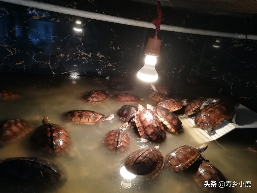 黄喉拟水龟苗子怎么养,黄喉拟水龟应该怎么放生