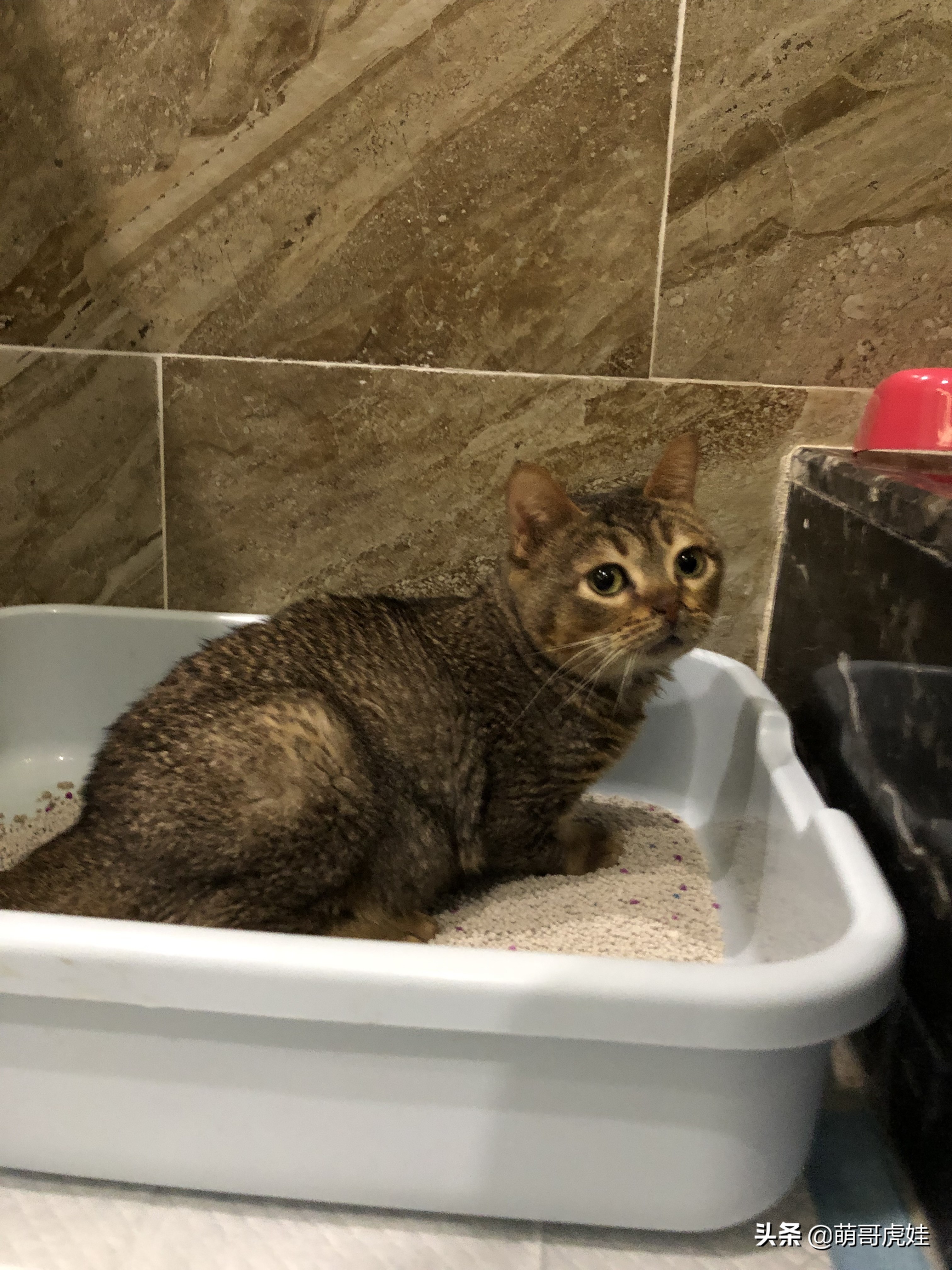 过年不忍心把宠物丢在家，霸气主人带着4只猫狗龟一起出门住酒店