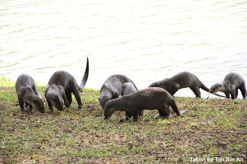 两水獭家族打群架,两个水獭家族之间的战争完整版