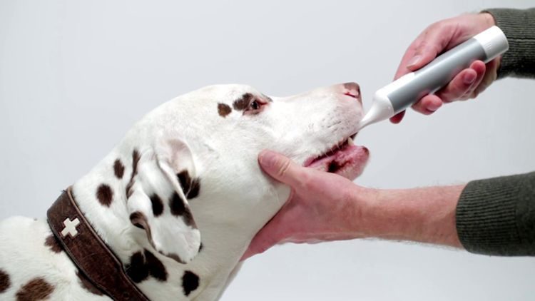 狗狗口臭没有牙结石,狗狗牙上有牙垢口臭怎么办