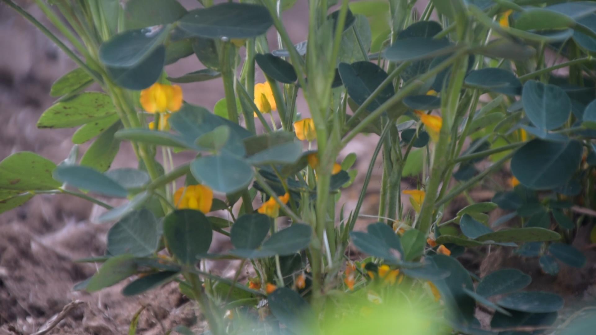 花生盖了膜怎么补肥,花生膨果期补啥肥料