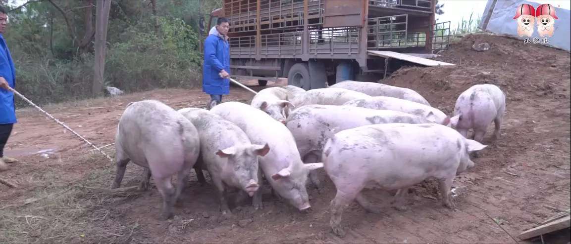 500强中国企业双胞胎集团,双胞胎企业500强