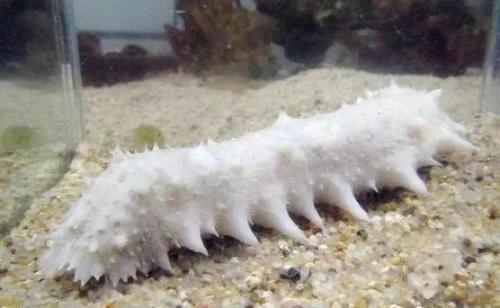 世界哪种海参最有营养,全世界海参的种类哪种最好吃